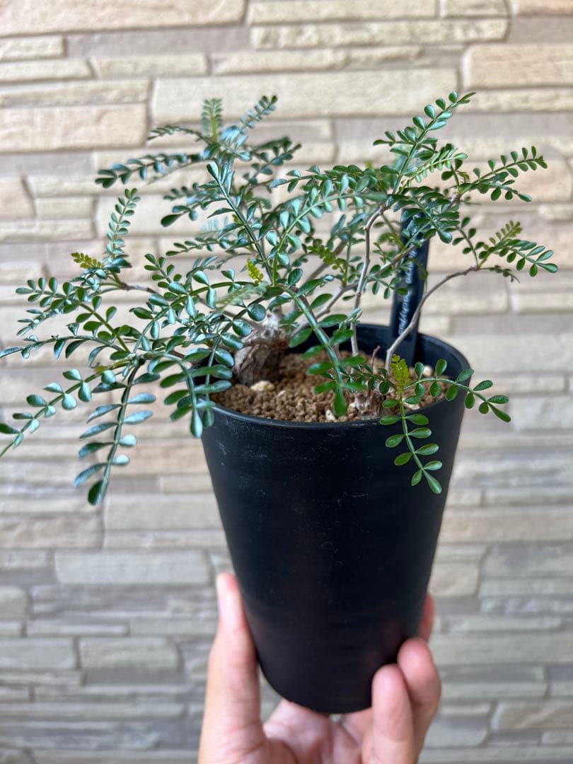 オペルクリカリア パキプス 根挿し 2株セット売り