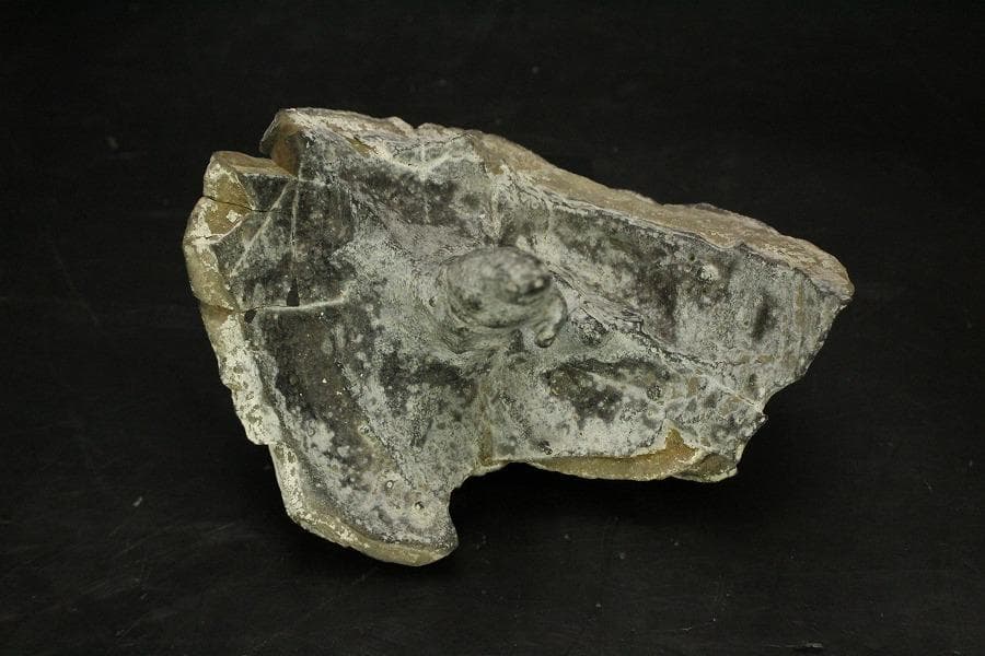 馬蹄石 夕凪観音 石仙 姿石 盆石(A598) - メルカリ