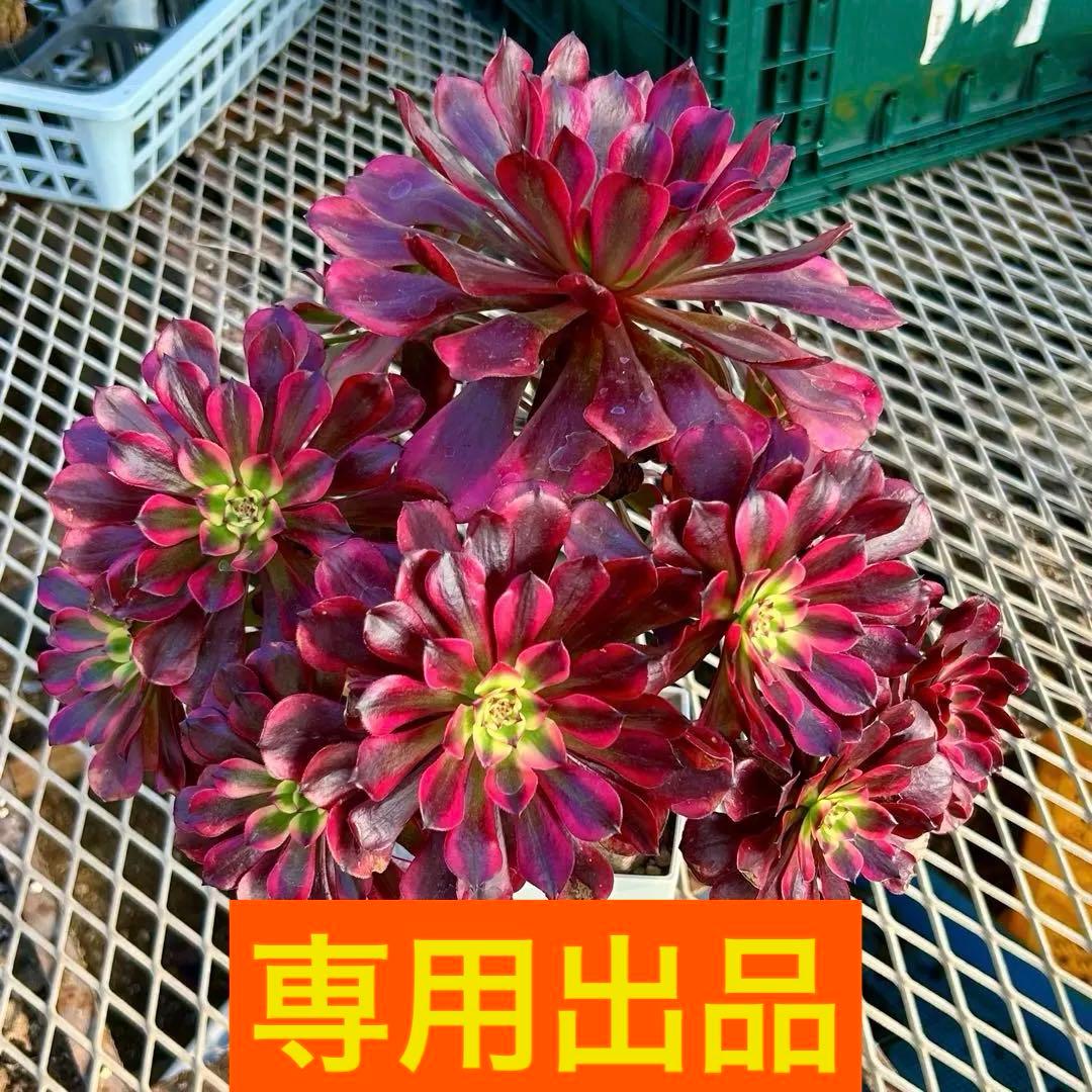 専用出品‼️アエオニウム　雪姫&魅金ローズ　抜き苗　メルカリ便 よ*ん様 71 魅金ローズ 多肉植物 アエオニウム 抜き苗 - メルカリ