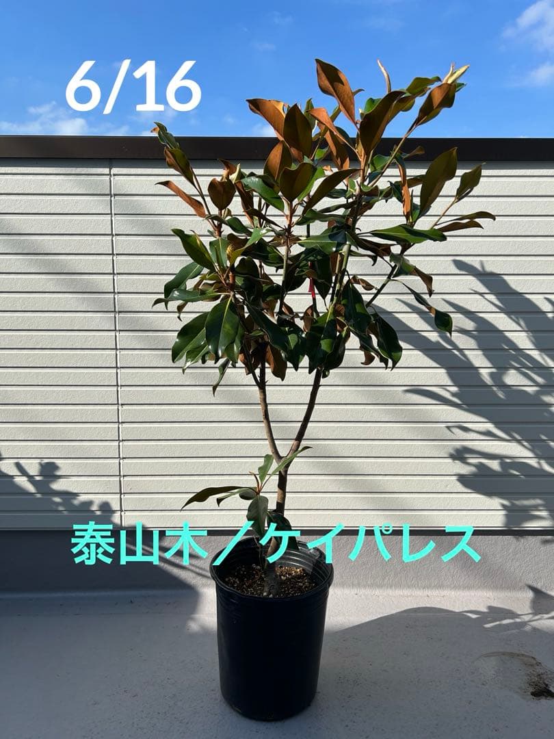 大苗 ケイパレス マグノリア 苗 タイサンボク 泰山木 シンボルツリー