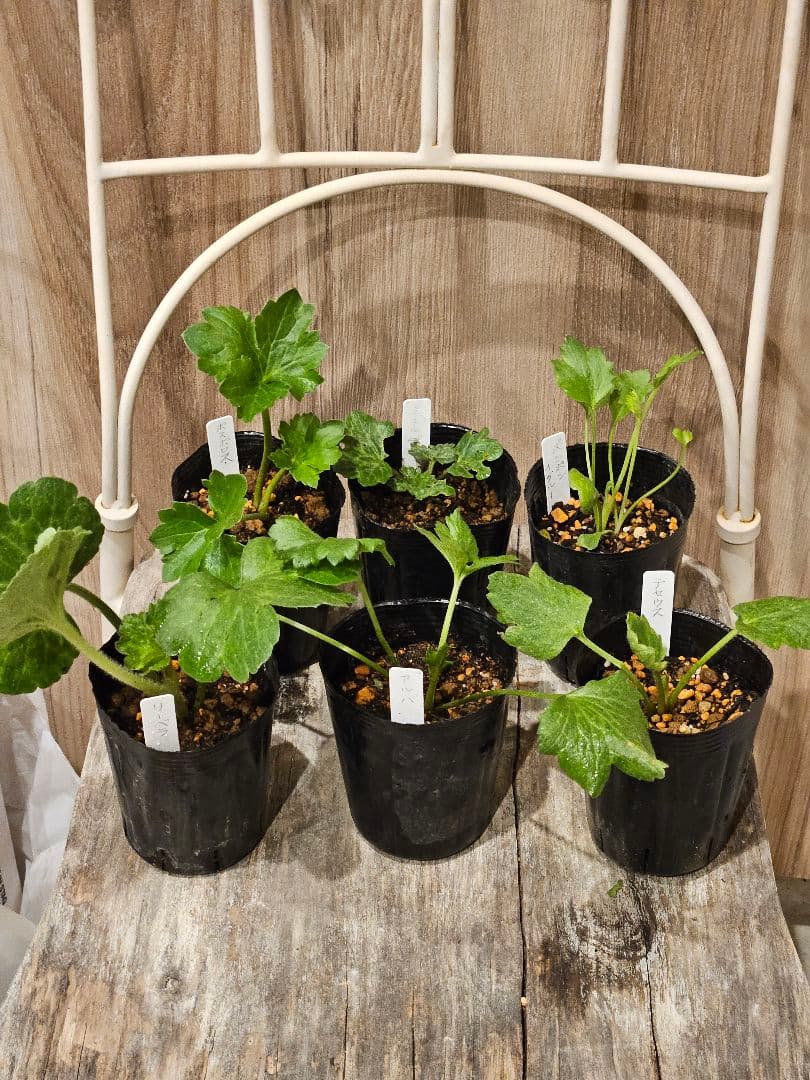 ラナンキュラスラックス　セット☆☆