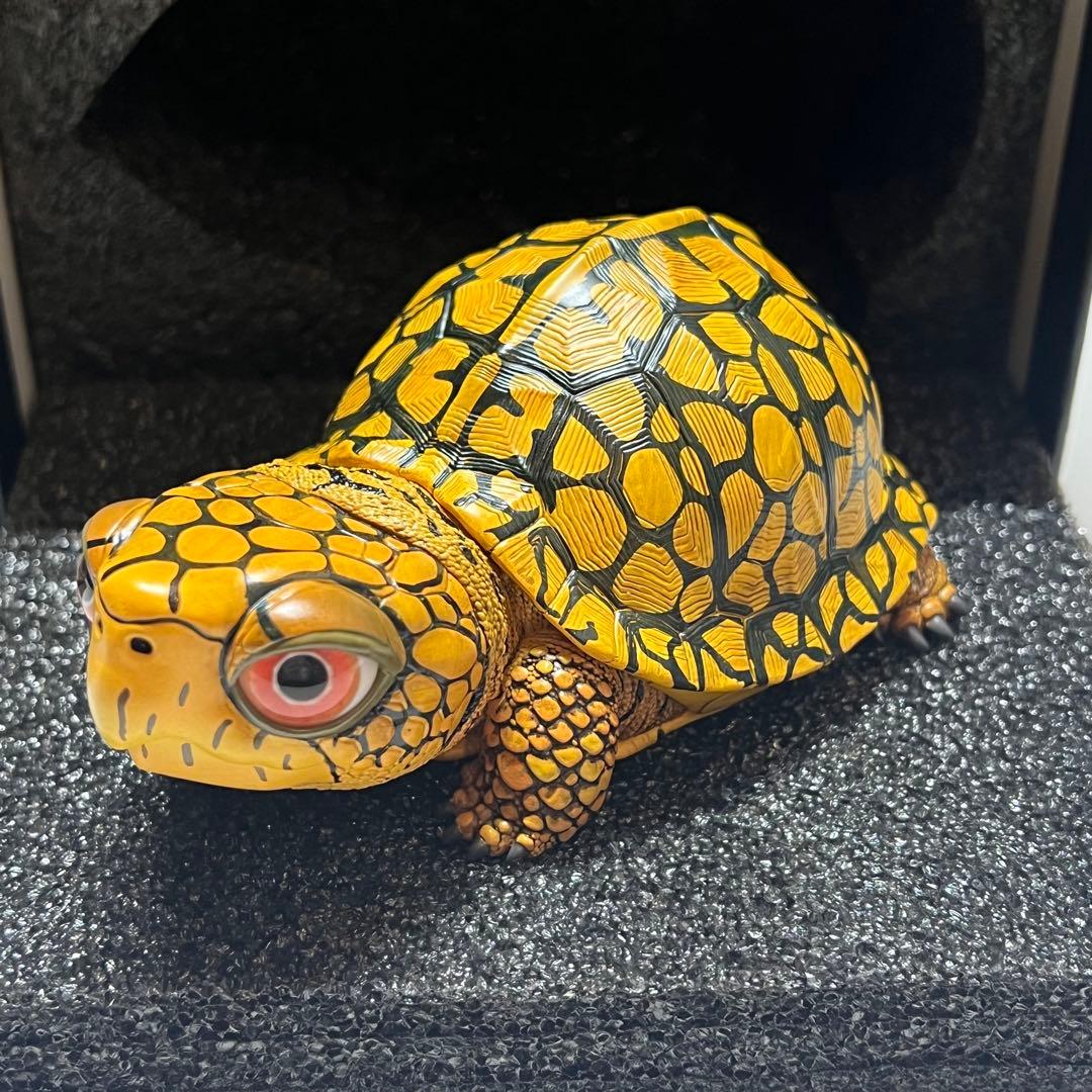 【動物の惑星】LET’S爬体！　トウブハコガメ