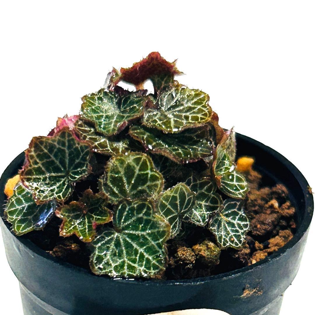 ⭐︎極姫ユキノシタ28 ミニ盆栽 苔テラリウムに最適 12/25撮影 - メルカリ