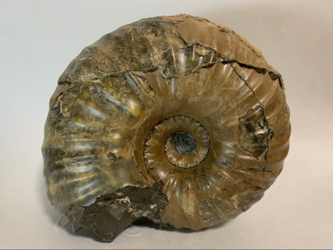 北海道産　ユーパキディスカス　アンモナイト　化石