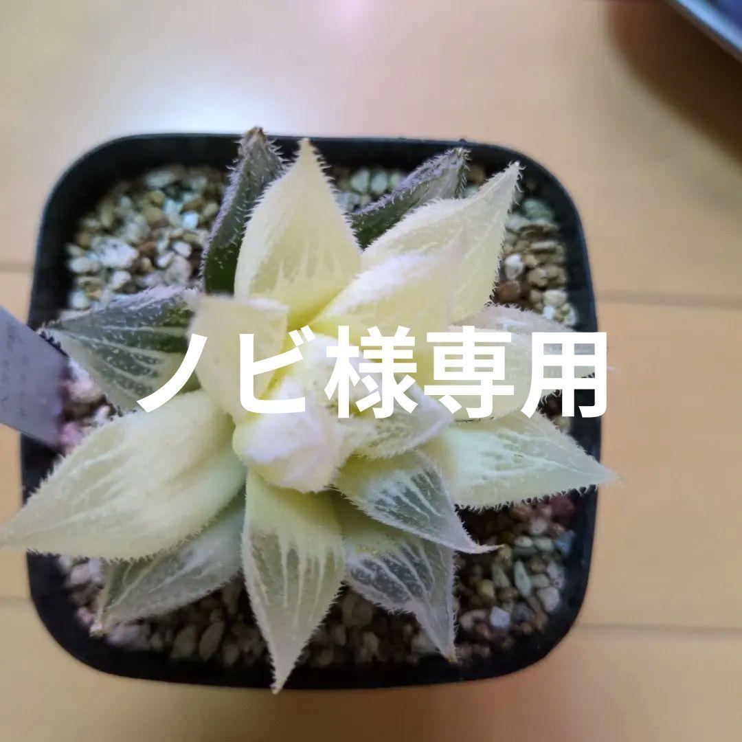 ハルオチア　新白蛇伝