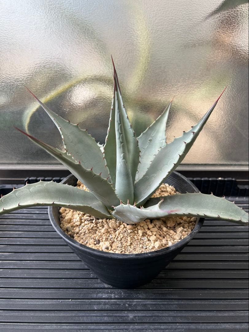 アガベ パリー ネオメキシカーナ I 実生株 約40cm - メルカリ