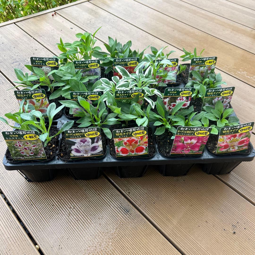 かお‼︎ アルストロメリア　15苗