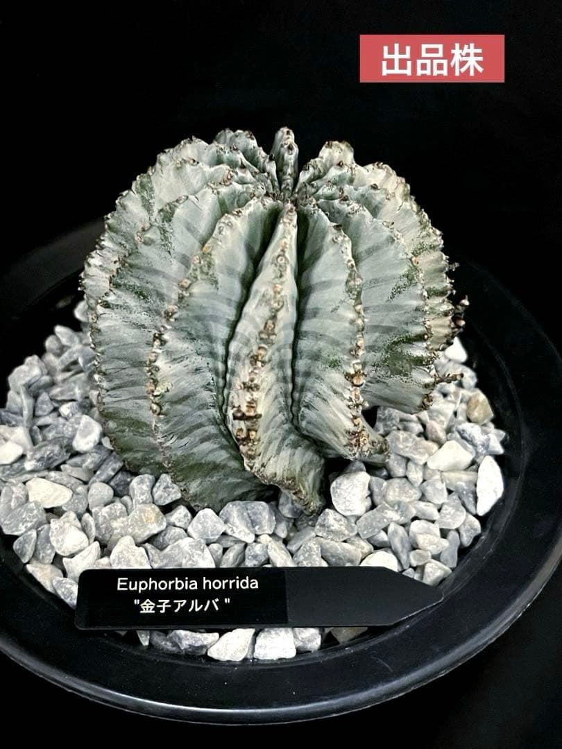 ユーフォルビアホリダ 金子アルバ 親株 極選抜 ユーフォルビアホリダ 金子アルバ 親株 極選抜 ユーフォルビアホリダ