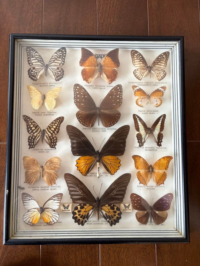 久田♡蝶の標本 12種 フレーム入り Amazon.co.jp: 蝶の標本 オオルリアゲハ P.ulysses アゲハチョウ