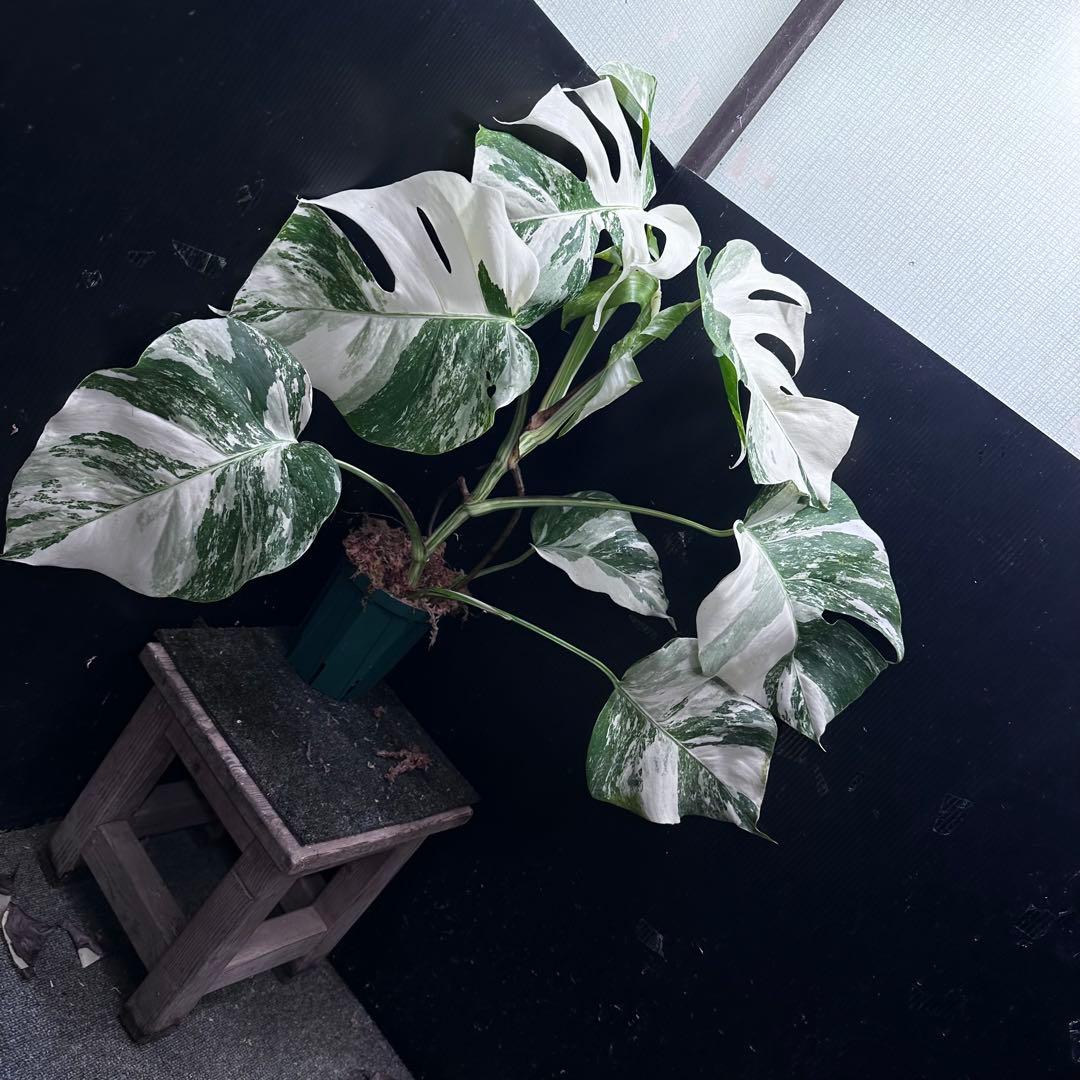 斑入りモンステラ ホワイトタイガー極美大株64cm白斑多 - メルカリ