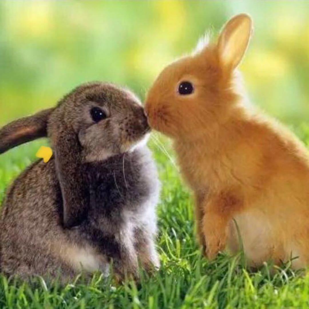 SK-II フェイシャルトリートメントパックマスク12枚