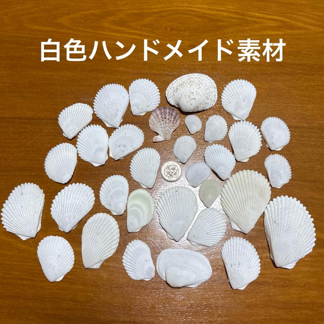 貝殻セット ハンドメイド素材 大きめサイズ 貝標本 - メルカリ