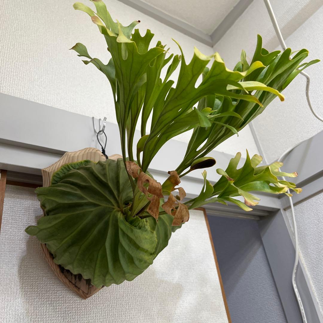 リドレイ Ridleyi ビカクシダ リドレイ ワイドリーフ 「Platycerium ridleyi wide lea