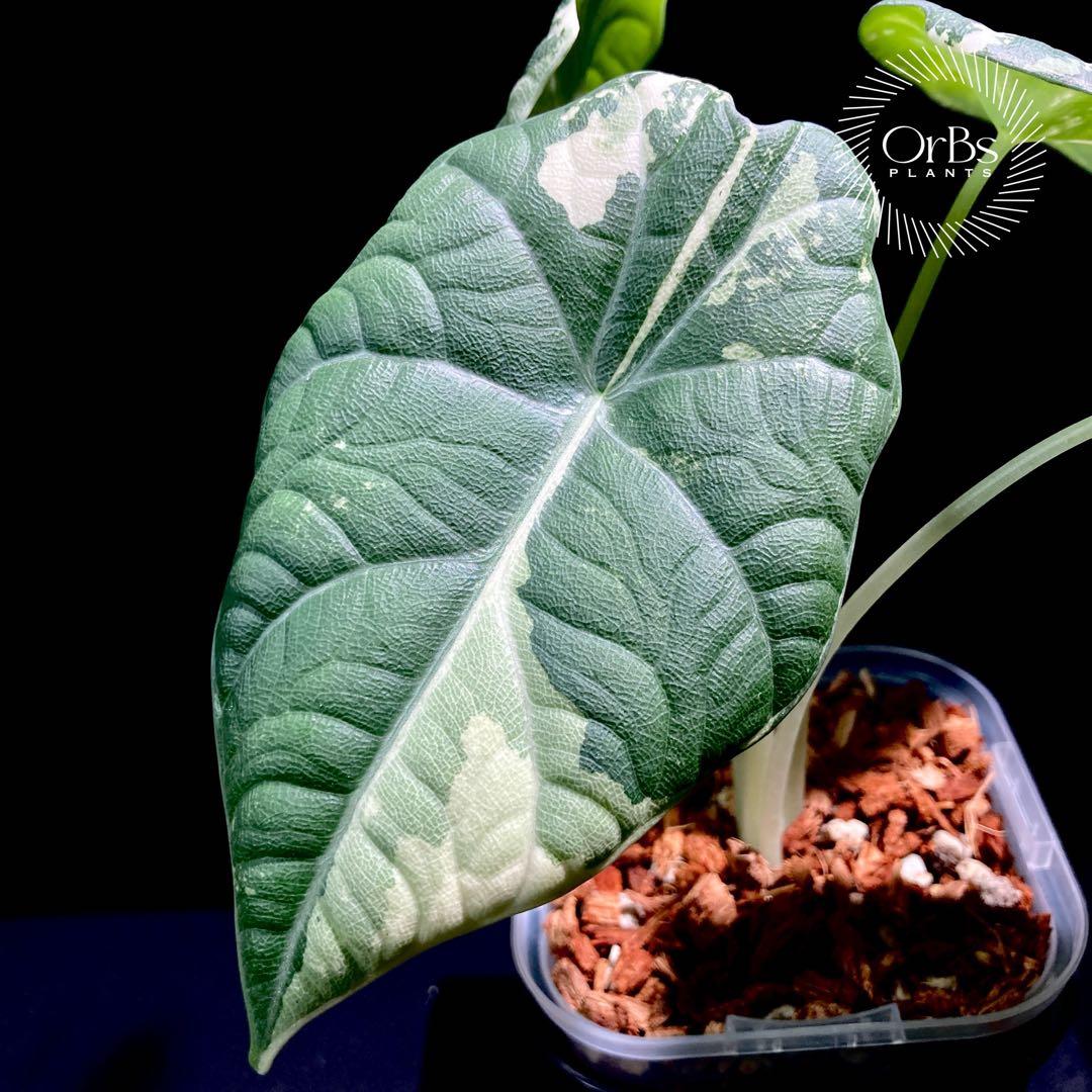 特価出品】アロカシア マハラニ アルボ斑入り ヴァリエガータ ※鉢の