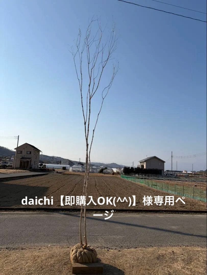 山採り アオダモ 株立ち 3本立ち 自然樹形 - メルカリ