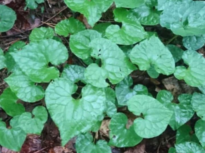 山野草 フタバアオイ(双葉葵)、20株以上。那須産。A！ - メルカリ