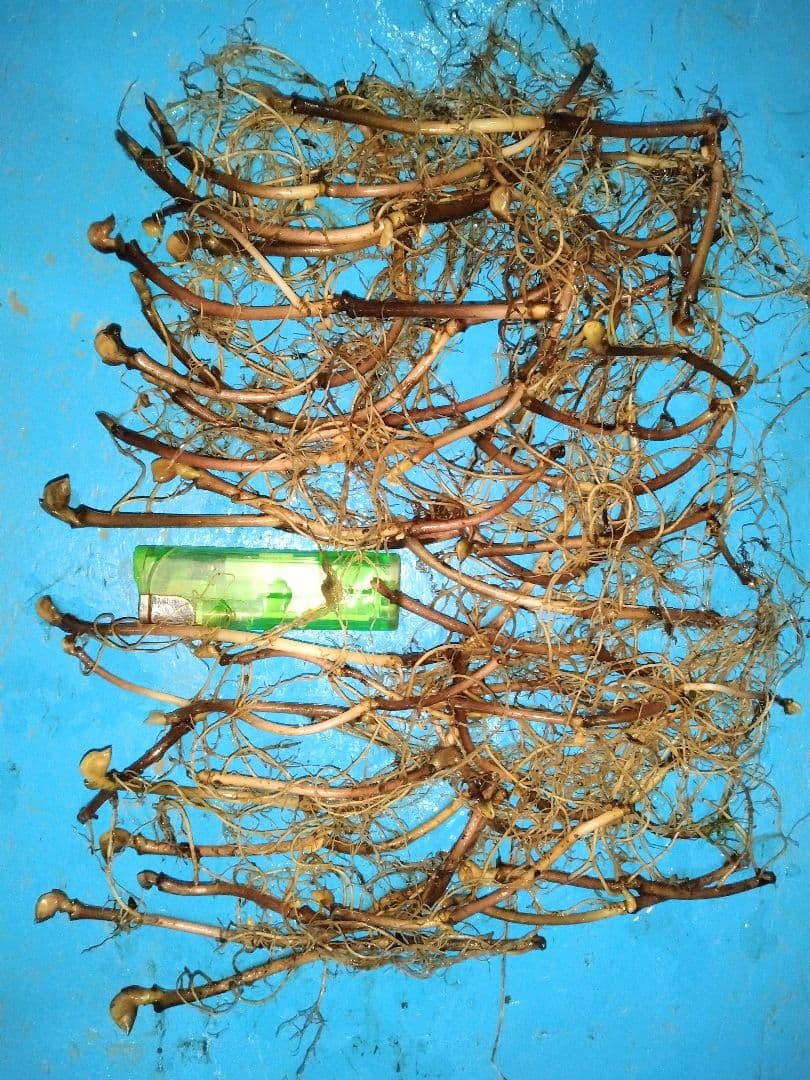 山野草 フタバアオイ(双葉葵)、20株以上。那須産。A！ - メルカリ