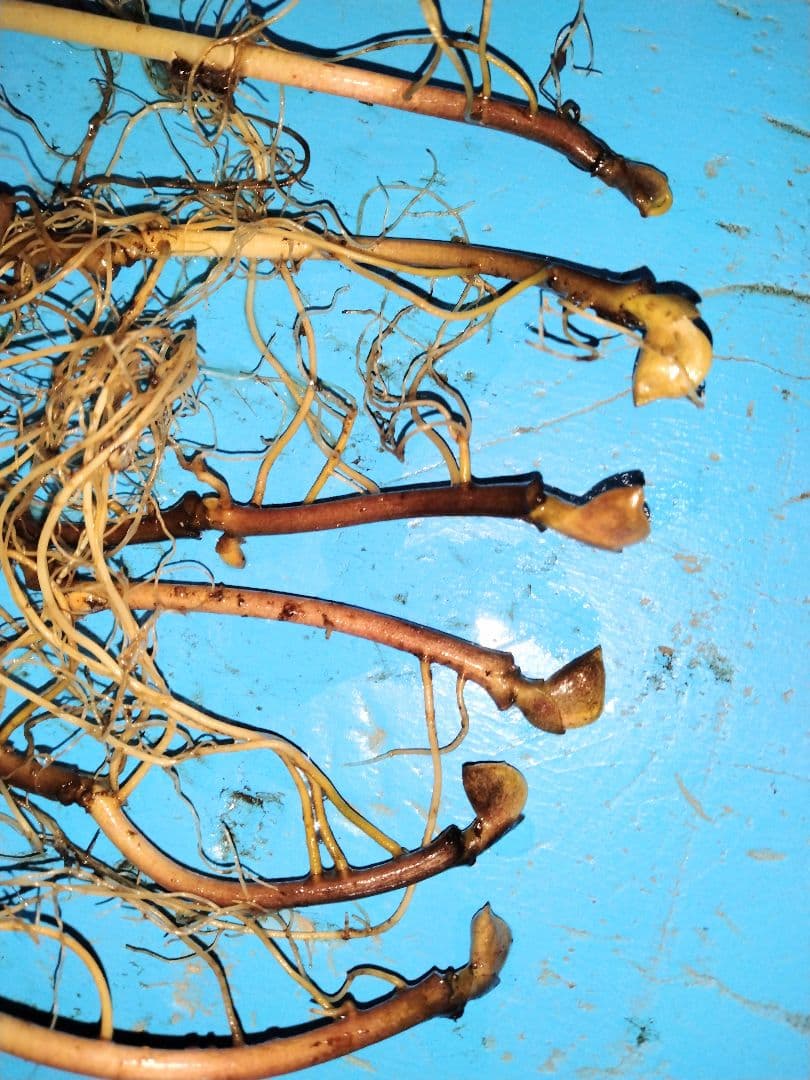 山野草 フタバアオイ(双葉葵)、20株以上。那須産。A！ - メルカリ