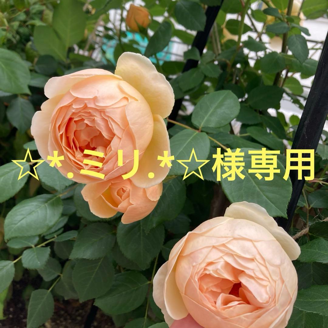 【74】☆*.ミリ.*☆専用　ハンドメイドレース編み　楕円の大きめのドイリー