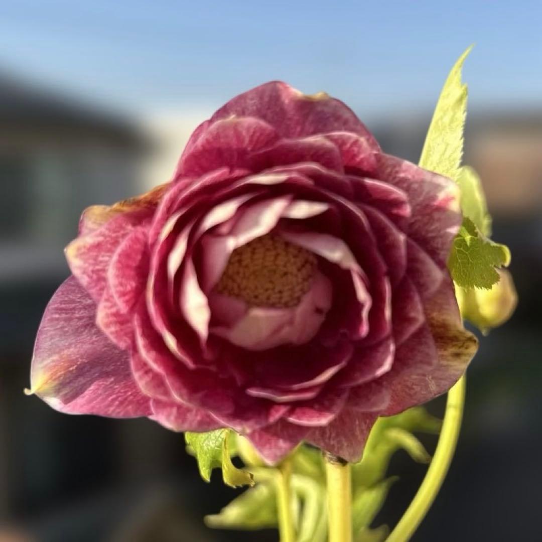 広瀬園芸　ピンクボカシオーレアバイカラー　クリスマスローズ　開花株　匿名発送