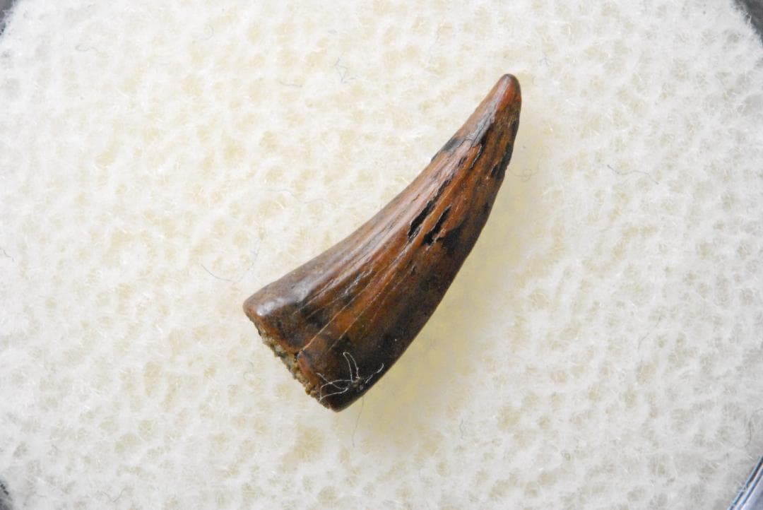 恐竜 パロニコドン [DS402] 歯 化石 希少 レア 恐竜 パロニコドン [DS402] 歯 化石 希少 レア 恐竜 パロニコドン