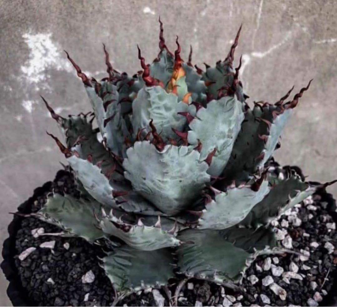 アガベ ハイブリッド 甲蟹×屈原 特特選タイプ 曲棘 連棘 親株の直子