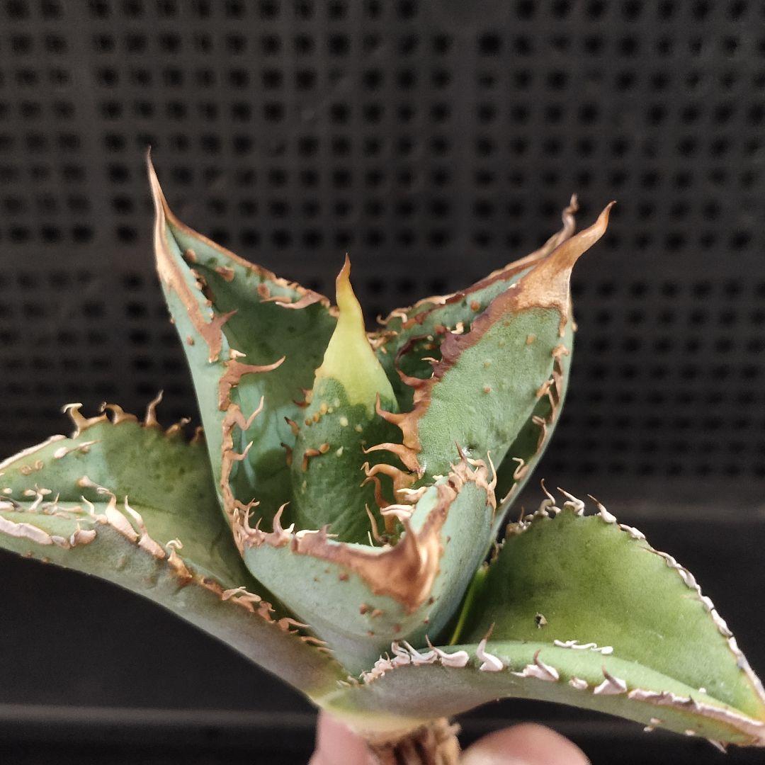 n*b様 1151 アガベ チタノタ 麻花龍 裏棘 表棘 精選優良血統