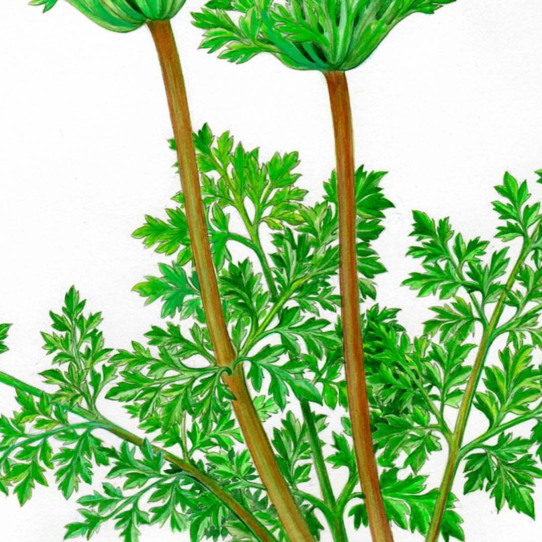 絵画】ボタニカルアート 「アネモネ」原画 - メルカリ