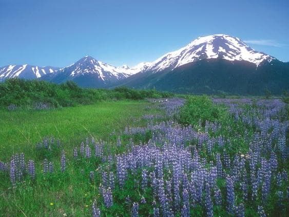 『予約品』ローズクォーツ(7.5ml) アラスカンエッセンス　フラワーエッセンス