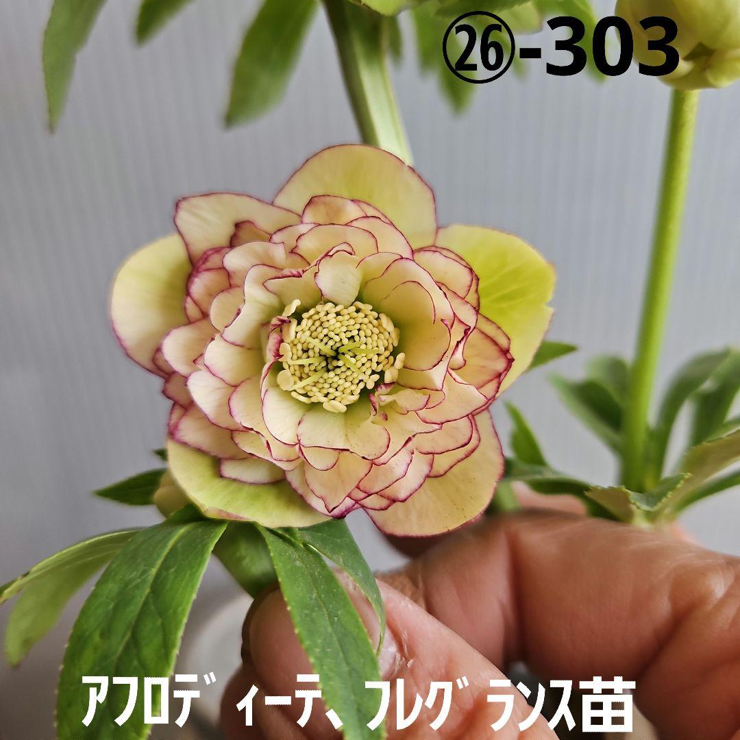 ㉖-303クリスマスローズ