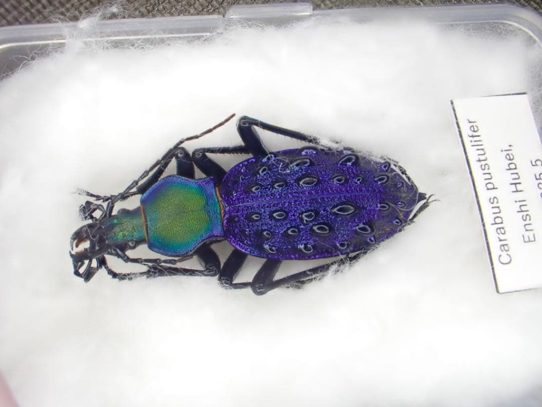 ブルーで凄く美しいカブリモドキ！