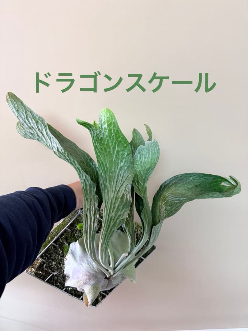 P. hillii 'Dragon Scale' ③子株ビカクシダ