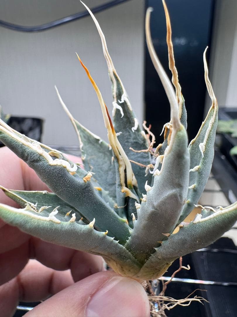 アガベ ユタエンシス エボリスピナ実生9 - メルカリ