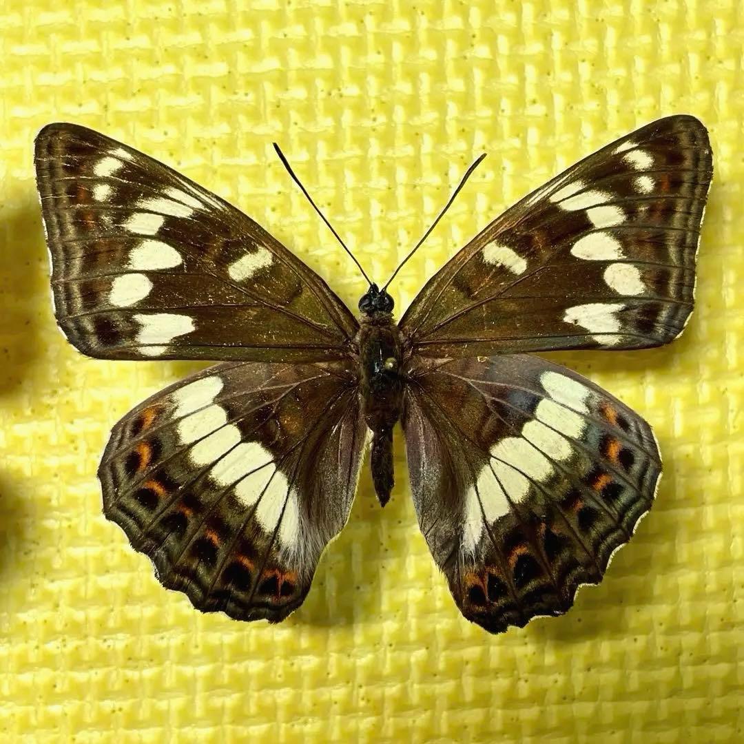 蝶標本 北海道産オオイチモンジ♀4頭 採集品 - メルカリ