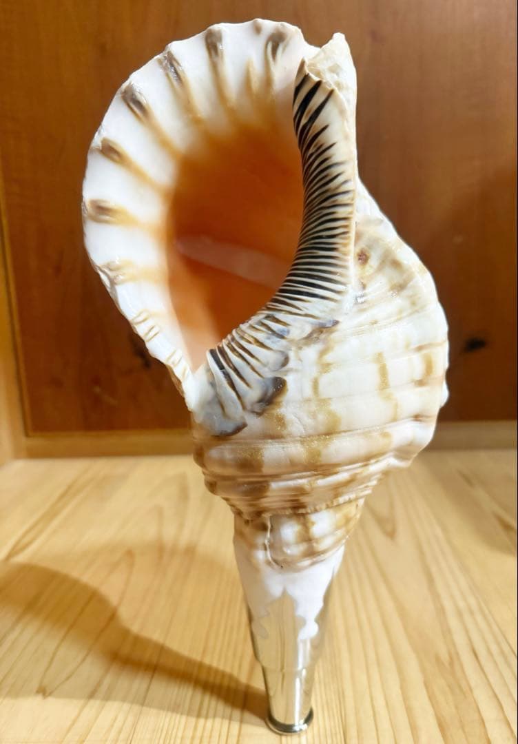 肉厚修験道法螺貝　山伏　密教　熊よけ　魔除け❣️ホラガイ　ほら貝 修験道法螺貝36㎝ 山伏 密教 魔除け 熊よけ❣️ホラガイ ほら貝 - メルカリ