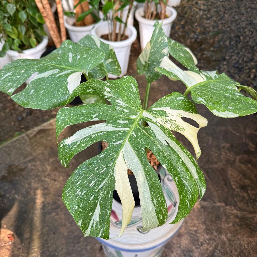 【特大極上苗】モンステラ タイコンステレーション クリームブリュレ 6号 鉢付き モンステラ タイ コンステレーション クリーム ブリュレ + Black Iron