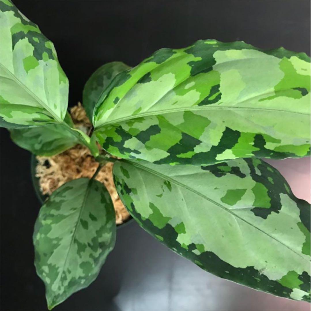 アグラオネマ ピクタム TZ便迷彩翡翠A大株 - メルカリ