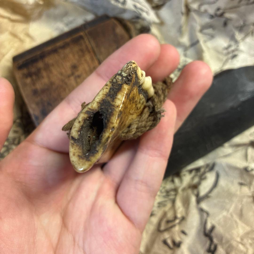 獣牙 根付 呪物 ニホンオオカミ 熊 煙管 煙草 - メルカリ