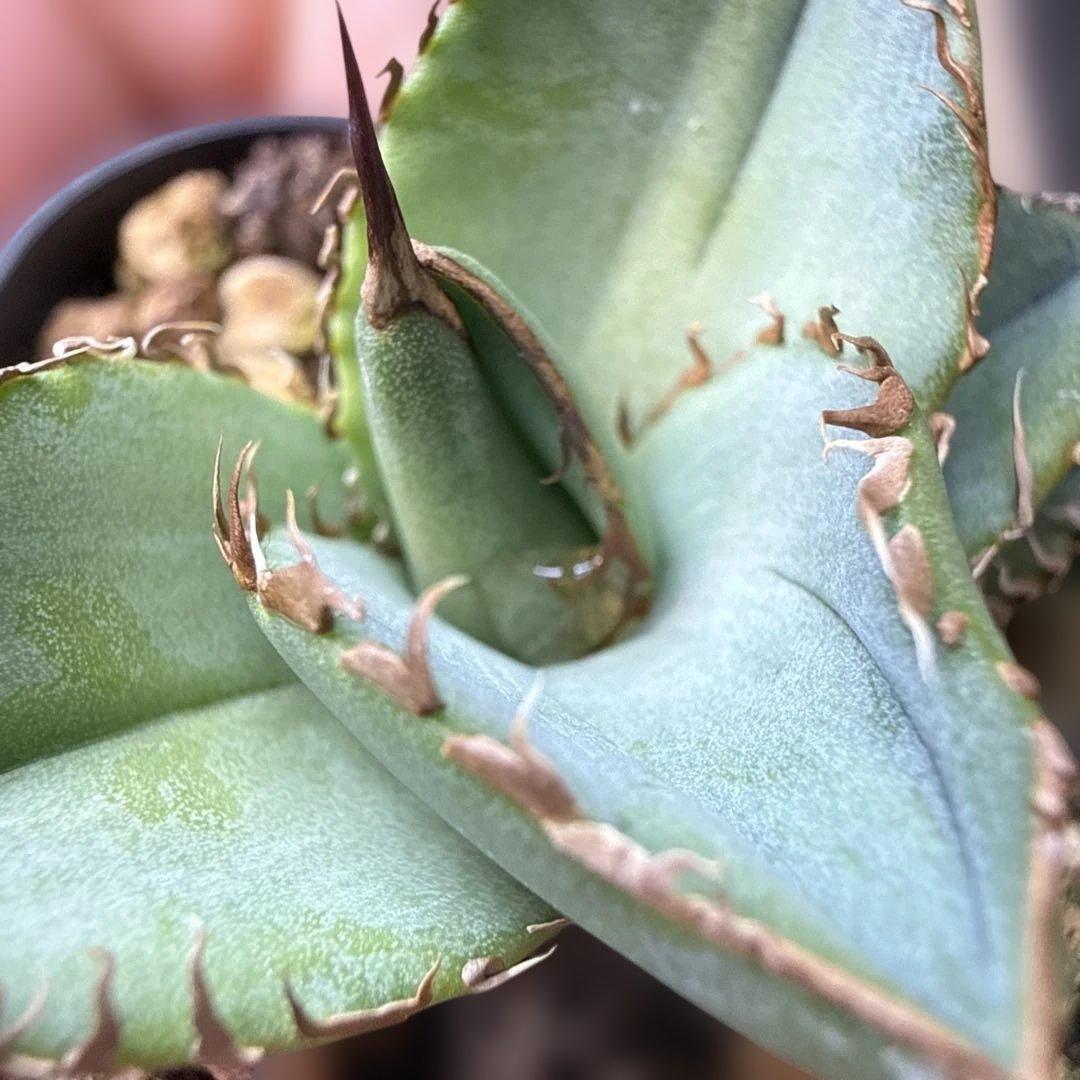 96 アガベ 青葉 オテロイ実生 選抜 チタノタ オアハカ ブルー - メルカリ