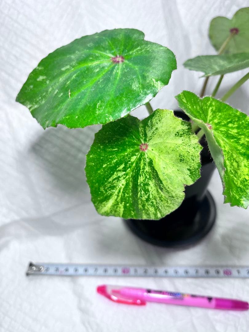 ベゴニア ルージュバリエゲイテッド - メルカリ