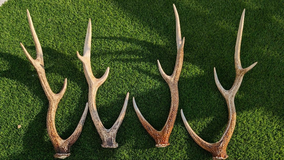 立派な鹿の角 2対　4本セット です！ 天然鹿の角 - 永平寺ジビエ