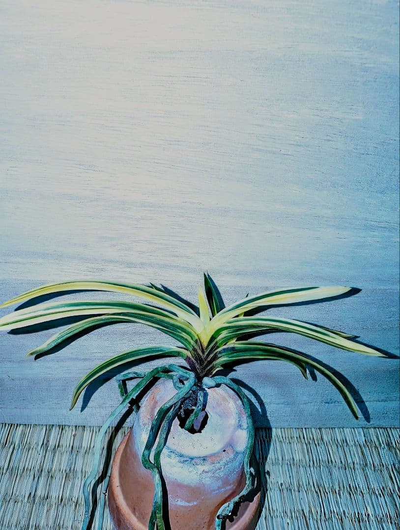 富貴蘭　必見！！至楽宝（至楽覆輪） 我が家の富貴蘭を紹介！ | BOTANICAL HEARTS ~植物で心に癒やしを~