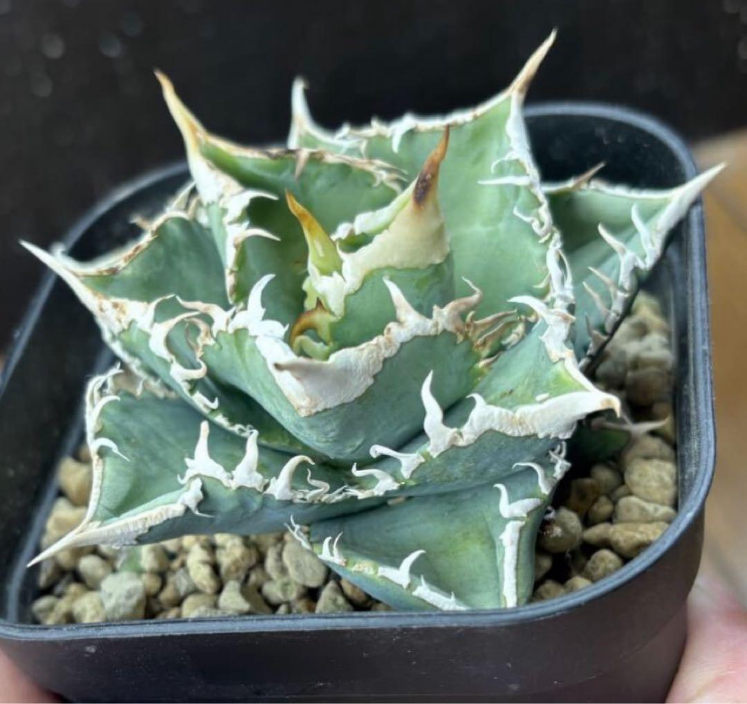 アガベ チタノタ 大白鯊 脇芽【白棘・コンパクト・強鋸歯・強バンド