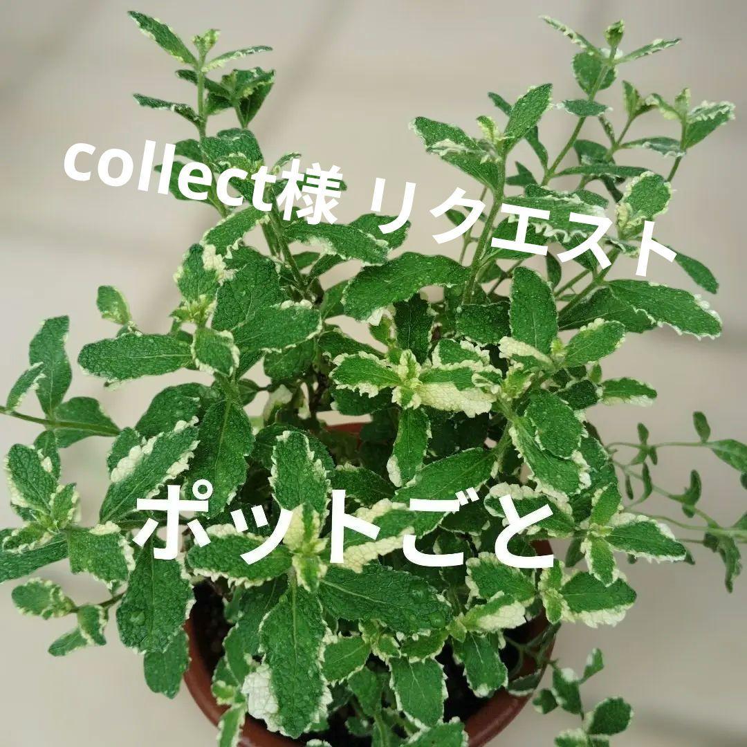 collect様 リクエスト 2点 まとめ商品 - メルカリ