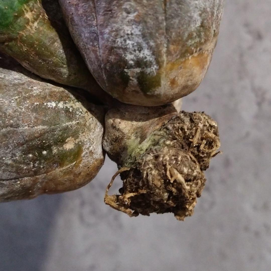 B17843☆オークション☆ユーフォルビア オベサ 5頭立ち！！ 美株