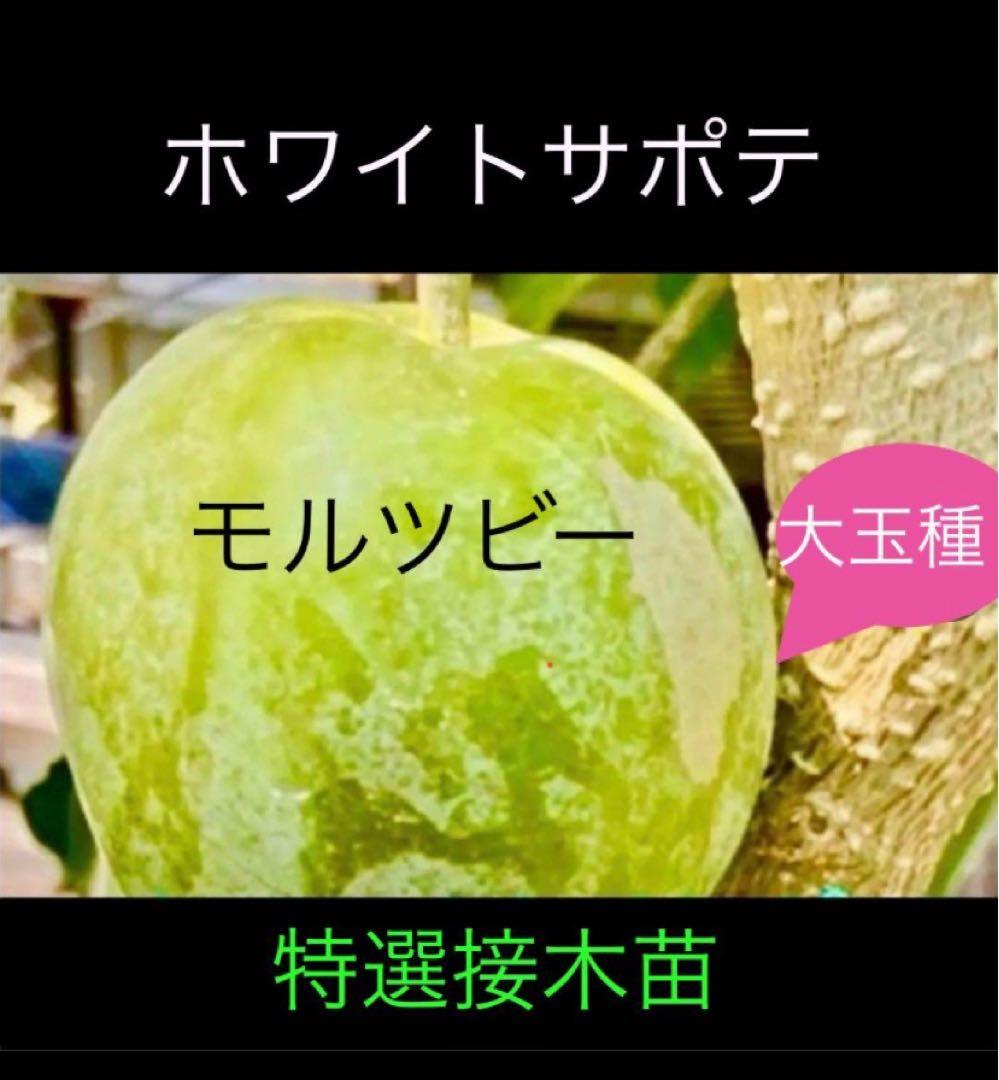 ❺ホワイトサポテ 接木苗モルツビー 大玉種