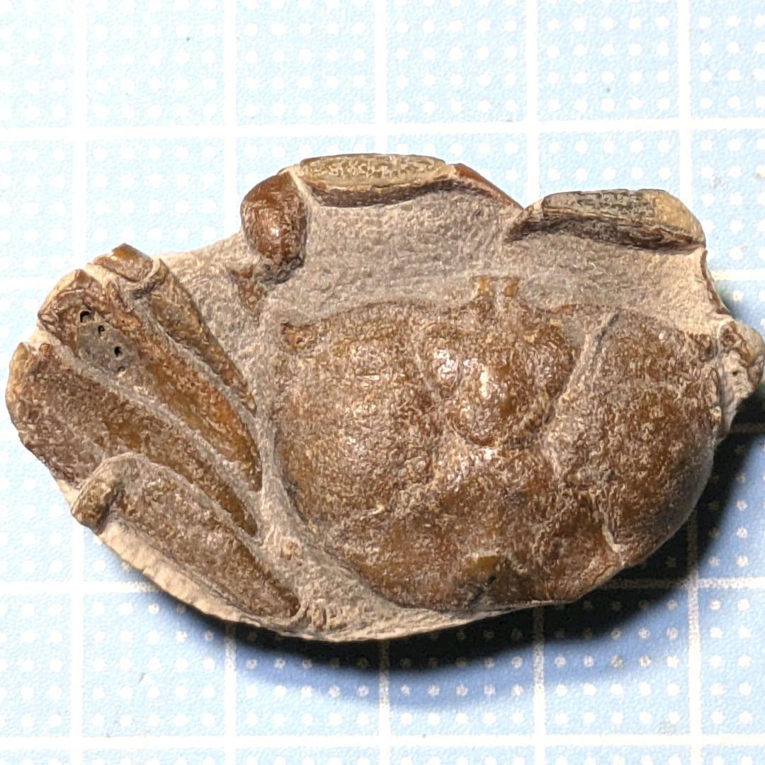 あゆちゃん　中国産カニ化石 楽天市場】【送料無料】【カニ/化石/蟹】美品 カニ 本物 化石