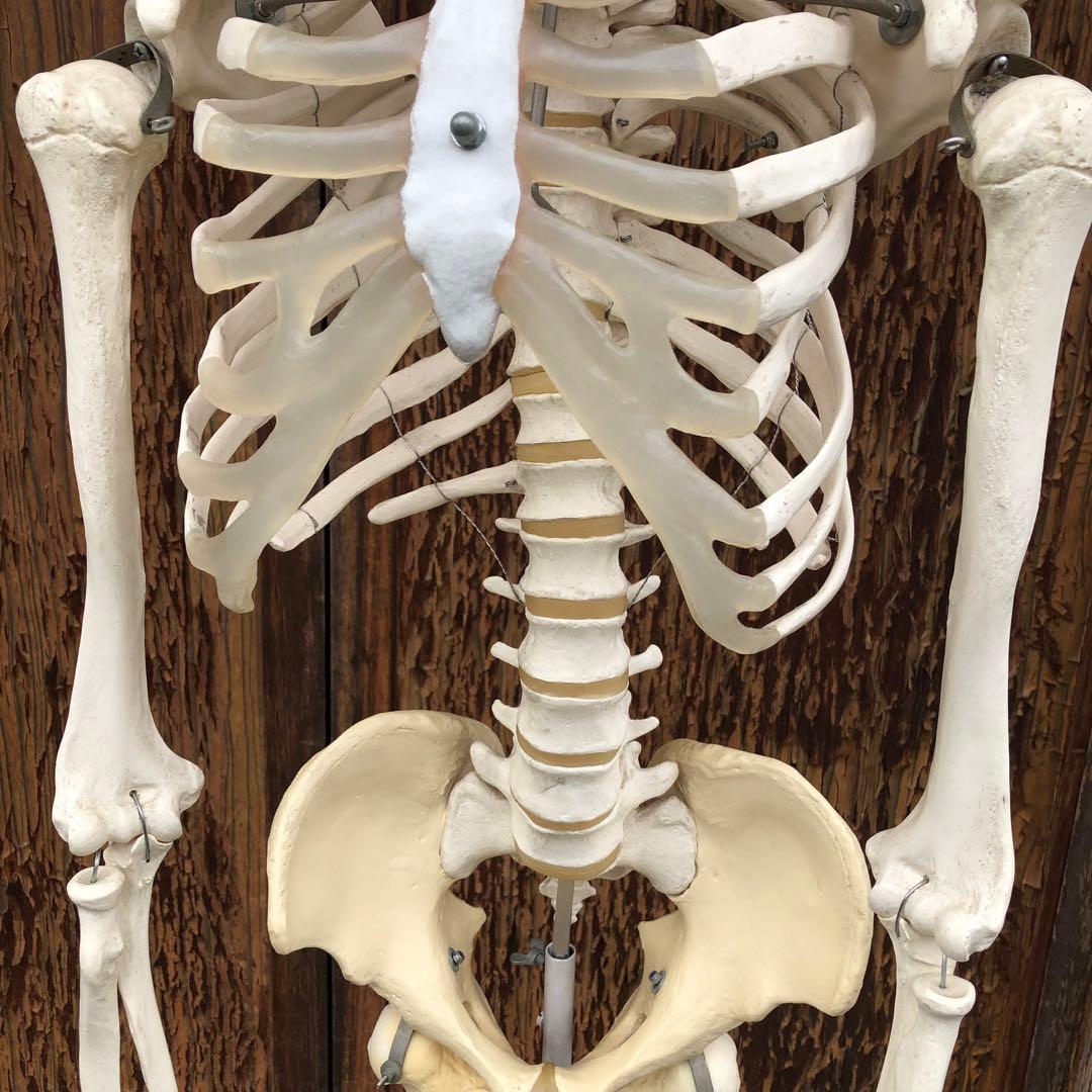 3B 人体模型 等身大 ドイツ 3B Scientific社 全身骨格模型 - メルカリ