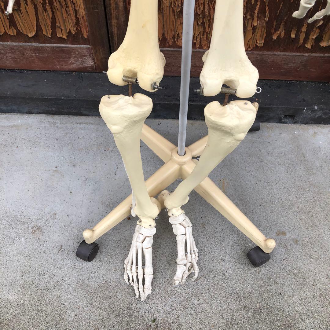 3B 人体模型 等身大 ドイツ 3B Scientific社 全身骨格模型 - メルカリ