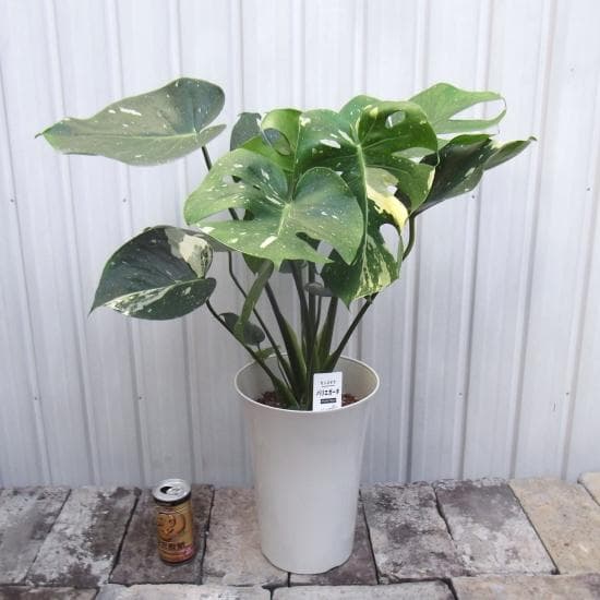 現物「モンステラ・タイコンステレーション」7号 斑入りモンステラ
